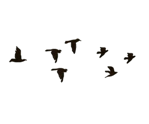Birds Flying